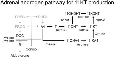 Adrenal gland involvement in 11-ketotestosterone production analyzed using LC-MS/MS